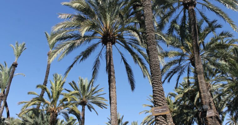Palmera